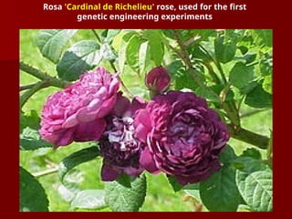 Rosa 'Cardinal de Richelieu' rose, used for the first
genetic engineering experiments
 