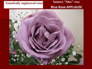 Genetically engineered roses Suntory "blue" rose
Blue Rose APPLAUSE
 
