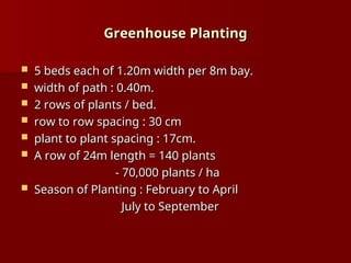 Greenhouse Planting
Greenhouse Planting
 5 beds each of 1.20m width per 8m bay.
5 beds each of 1.20m width per 8m bay.
 width of path : 0.40m.
width of path : 0.40m.
 2 rows of plants / bed.
2 rows of plants / bed.
 row to row spacing : 30 cm
row to row spacing : 30 cm
 plant to plant spacing : 17cm.
plant to plant spacing : 17cm.
 A row of 24m length = 140 plants
A row of 24m length = 140 plants
- 70,000 plants / ha
- 70,000 plants / ha
 Season of Planting : February to April
Season of Planting : February to April
July to September
July to September
 