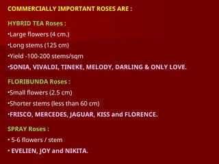 COMMERCIALLY IMPORTANT ROSES ARE :
HYBRID TEA Roses :
•Large flowers (4 cm.)
•Long stems (125 cm)
•Yield -100-200 stems/sqm
•SONIA, VIVALDI, TINEKE, MELODY, DARLING & ONLY LOVE.
FLORIBUNDA Roses :
•Small flowers (2.5 cm)
•Shorter stems (less than 60 cm)
•FRISCO, MERCEDES, JAGUAR, KISS and FLORENCE.
SPRAY Roses :
• 5-6 flowers / stem
• EVELIEN, JOY and NIKITA.
 