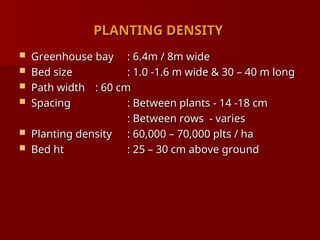 PLANTING DENSITY
PLANTING DENSITY
 Greenhouse bay
Greenhouse bay : 6.4m / 8m wide
: 6.4m / 8m wide
 Bed size
Bed size : 1.0 -1.6 m wide & 30 – 40 m long
: 1.0 -1.6 m wide & 30 – 40 m long
 Path width
Path width : 60 cm
: 60 cm
 Spacing
Spacing : Between plants - 14 -18 cm
: Between plants - 14 -18 cm
: Between rows - varies
: Between rows - varies
 Planting density
Planting density : 60,000 – 70,000 plts / ha
: 60,000 – 70,000 plts / ha
 Bed ht
Bed ht : 25 – 30 cm above ground
: 25 – 30 cm above ground
 