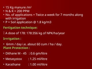 • 15 Kg manure /m2
• N & K = 200 PPM
• No. of applications = Twice a week for 7 months along
with irrigation
• P = Soil application @ 1.8 kg/m3
Fertigation technique:
 A dose of 178: 178:356 kg of NPK/ha/year
Irrrigation :
• 6mm / day i.e. about 60 cum / ha / day.
Plant Protection :
• Dithane M - 45 : 0.6 gm/litre
• Metasystox : 1.25 ml/litre
• Karathane : 1.00 ml/litre
 