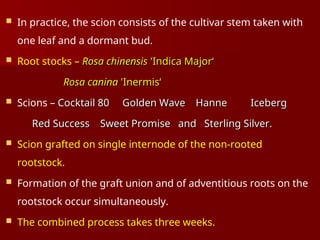  In practice, the scion consists of the cultivar stem taken with
one leaf and a dormant bud.
 Root stocks – Rosa chinensis
Rosa chinensis 'Indica Major‘
'Indica Major‘
Rosa canina
Rosa canina 'Inermis‘
'Inermis‘
 Scions – Cocktail 80 Golden Wave Hanne Iceberg
Cocktail 80 Golden Wave Hanne Iceberg
Red Success Sweet Promise and Sterling Silver.
Red Success Sweet Promise and Sterling Silver.
 Scion grafted on single internode of the non-rooted
rootstock.
 Formation of the graft union and of adventitious roots on the
rootstock occur simultaneously.
 The combined process takes three weeks.
 