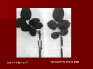 Left: hand split graft Right: machine omega graft
 