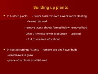 Building up plants
Building up plants
 In budded plants - flower buds removed 4 weeks after planting
- leaves retained
- remove lateral shoots formed below removed bud
- After 3-4 weeks flower production allowed
- 3 -4 true leaves left / shoot
 In Rooted cuttings / Stents - remove pea size flower buds
- allow leaves to grow
- prune after plants establish well
 
