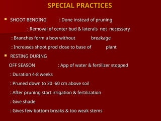SPECIAL PRACTICES
SPECIAL PRACTICES
 SHOOT BENDING
SHOOT BENDING : Done instead of pruning
: Done instead of pruning
: Removal of center bud & laterals not necessary
: Removal of center bud & laterals not necessary
: Branches form a bow without
: Branches form a bow without breakage
breakage
: Increases shoot prod close to base of
: Increases shoot prod close to base of plant
plant
 RESTING DURING
RESTING DURING
OFF SEASON
OFF SEASON : App of water & fertilizer stopped
: App of water & fertilizer stopped
: Duration 4-8 weeks
: Duration 4-8 weeks
: Pruned down to 30 -60 cm above soil
: Pruned down to 30 -60 cm above soil
: After pruning start irrigation & fertilization
: After pruning start irrigation & fertilization
: Give shade
: Give shade
: Gives few bottom breaks & too weak stems
: Gives few bottom breaks & too weak stems
 