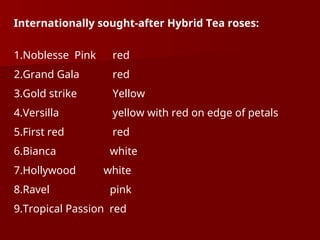 Internationally sought-after Hybrid Tea roses:
1.Noblesse Pink red
2.Grand Gala red
3.Gold strike Yellow
4.Versilla yellow with red on edge of petals
5.First red red
6.Bianca white
7.Hollywood white
8.Ravel pink
9.Tropical Passion red
 