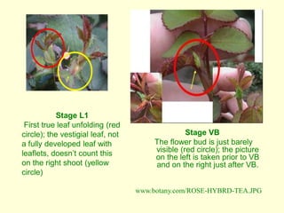 Stage VB
The flower bud is just barely
visible (red circle); the picture
on the left is taken prior to VB
and on the right just after VB.
Stage L1
First true leaf unfolding (red
circle); the vestigial leaf, not
a fully developed leaf with
leaflets, doesn’t count this
on the right shoot (yellow
circle)
www.botany.com/ROSE-HYBRD-TEA.JPG
 