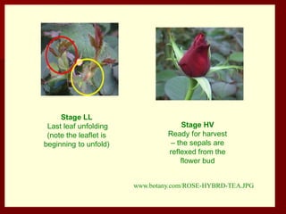 Stage LL
Last leaf unfolding
(note the leaflet is
beginning to unfold)
Stage HV
Ready for harvest
– the sepals are
reflexed from the
flower bud
www.botany.com/ROSE-HYBRD-TEA.JPG
 