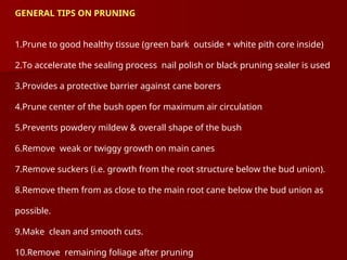 GENERAL TIPS ON PRUNING
1.Prune to good healthy tissue (green bark outside + white pith core inside)
2.To accelerate the sealing process nail polish or black pruning sealer is used
3.Provides a protective barrier against cane borers
4.Prune center of the bush open for maximum air circulation
5.Prevents powdery mildew & overall shape of the bush
6.Remove weak or twiggy growth on main canes
7.Remove suckers (i.e. growth from the root structure below the bud union).
8.Remove them from as close to the main root cane below the bud union as
possible.
9.Make clean and smooth cuts.
10.Remove remaining foliage after pruning
 