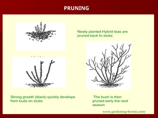 PRUNING
Newly planted Hybrid teas are
pruned back to stubs.
Strong growth (black) quickly develops
from buds on stubs
The bush is then
pruned early the next
season
www.gardening-howto.com/
 