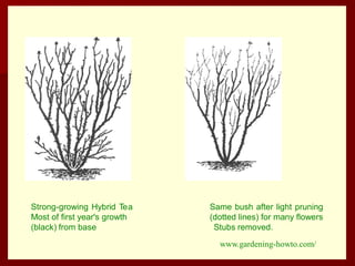 Strong-growing Hybrid Tea Same bush after light pruning
Most of first year's growth (dotted lines) for many flowers
(black) from base Stubs removed.
www.gardening-howto.com/
 