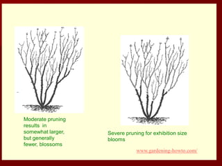 Moderate pruning
results in
somewhat larger,
but generally
fewer, blossoms
Severe pruning for exhibition size
blooms
www.gardening-howto.com/
 