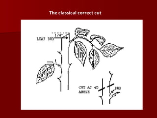 The classical correct cut
 