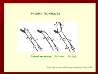 Correct technique Too close Too high
PRUNING TECHNIQUES
http://www.rosegardeningguru.com/pruning.html
 