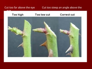 Cut too far above the eye Cut too steep an angle above the
eye.
 