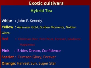 Exotic cultivars
Exotic cultivars
White : John F. Kenedy
Yellow : Aalsmeer Gold, Golden Moments, Golden
Giant.
Red : Christian Dior, First Prize, Forever, Gladiator,
Happiness
Pink : Brides Dream, Confidence
Scarlet : Crimson Glory, Forever
Orange: Harvest Sun, Super Star
Hybrid Tea
 