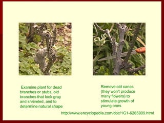 Examine plant for dead
branches or stubs, old
branches that look gray
and shriveled, and to
determine natural shape
Remove old canes
(they won't produce
many flowers) to
stimulate growth of
young ones
http://www.encyclopedia.com/doc/1G1-6265909.html
 