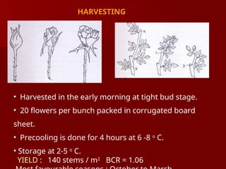 HARVESTING
• Harvested in the early morning at tight bud stage.
• 20 flowers per bunch packed in corrugated board
sheet.
• Precooling is done for 4 hours at 6 -8 o
C.
• Storage at 2-5 o
C.
YIELD : 140 stems / m2
BCR = 1.06
 