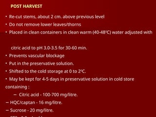 • Re-cut stems, about 2 cm. above previous level
• Do not remove lower leaves/thorns
• Placed in clean containers in clean warm (40-480
C) water adjusted with
citric acid to pH 3.0-3.5 for 30-60 min.
• Prevents vascular blockage
• Put in the preservative solution.
• Shifted to the cold storage at 0 to 20
C.
• May be kept for 4-5 days in preservative solution in cold store
containing :
− Citric acid - 100-700 mg/litre.
− HQC/captan - 16 mg/litre.
− Sucrose - 20 mg/litre.
POST HARVEST
 