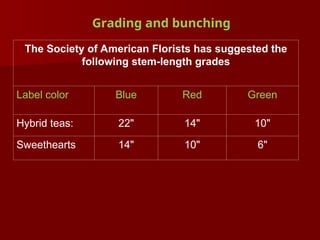 Grading and bunching
The Society of American Florists has suggested the
following stem-length grades
Label color Blue Red Green
Hybrid teas: 22" 14" 10"
Sweethearts 14" 10" 6"
 