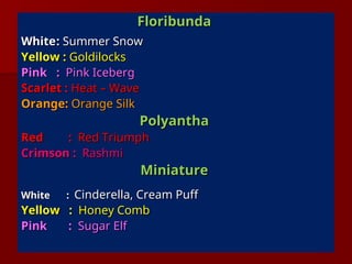 Floribunda
Floribunda
White
White:
: Summer Snow
Summer Snow
Yellow :
Yellow : Goldilocks
Goldilocks
Pink
Pink :
: Pink Iceberg
Pink Iceberg
Scarlet :
Scarlet : Heat – Wave
Heat – Wave
Orange:
Orange: Orange Silk
Orange Silk
Polyantha
Polyantha
Red
Red :
: Red Triumph
Red Triumph
Crimson :
Crimson : Rashmi
Rashmi
Miniature
Miniature
White
White :
: Cinderella, Cream Puff
Cinderella, Cream Puff
Yellow :
Yellow : Honey Comb
Honey Comb
Pink
Pink :
: Sugar Elf
Sugar Elf
 