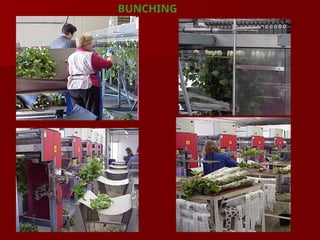 BUNCHING
 