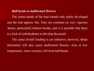 Bull heads or malformed flowers
The center petals of the bud remain only partly developed
and the bud appears flat. They are common on very vigorous
shoots, particularly bottom breaks, and it is possible that there
is a lack of carbohydrates to develop the petals.
The cause of bull heading is yet unknown, however, thrips
infestation will also cause malformed flowers. Also at low
temperature, some varieties will form bull heads.
 