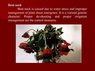 Bent neck
Bent neck is caused due to water stress and improper
management of plant shoot emergence. It is a varietal genetic
character. Proper de-shooting and proper irrigation
management are the control measures.
 