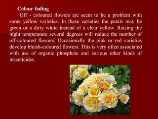 Colour fading
Off - coloured flowers are seem to be a problem with
some yellow varieties. In these varieties the petals may be
green or a dirty white instead of a clear yellow. Raising the
night temperature several degrees will reduce the number of
off-coloured flowers. Occasionally the pink or red varieties
develop bluish-coloured flowers. This is very often associated
with use of organic phosphate and various other kinds of
insecticides.
 