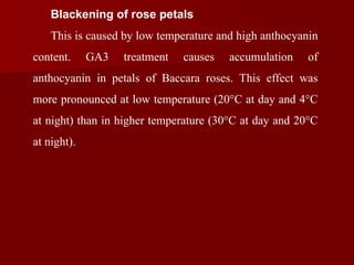 Blackening of rose petals
This is caused by low temperature and high anthocyanin
content. GA3 treatment causes accumulation of
anthocyanin in petals of Baccara roses. This effect was
more pronounced at low temperature (20°C at day and 4°C
at night) than in higher temperature (30°C at day and 20°C
at night).
 