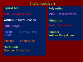 Hybrid Tea
Red : Raktagandha
White: Dr. Homi Bhabha
Pink : Arjun
Purple : Dr. B.P. Pal,
Dhum
Apricot : Abhisarika
Floribunda
Orange : Suryakiran
Indian cultivars
Polyantha
Pink : Pink Showers
Miniature
Red : Dark Beauty
Climber
Yellow: Kanyakumari
 