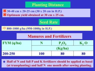Knolkol Production technology of knolkol in temperate vegetable | PPSX