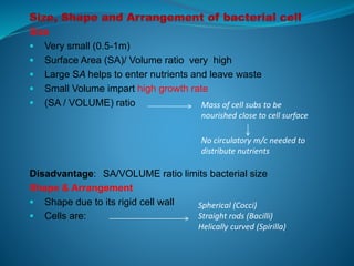 Size
 Very small (0.5-1m)
 Surface Area (SA)/ Volume ratio very high
 Large SA helps to enter nutrients and leave waste
 Small Volume impart high growth rate
 (SA / VOLUME) ratio
Disadvantage: SA/VOLUME ratio limits bacterial size
Shape & Arrangement
 Shape due to its rigid cell wall
 Cells are:
Mass of cell subs to be
nourished close to cell surface
No circulatory m/c needed to
distribute nutrients
Spherical (Cocci)
Straight rods (Bacilli)
Helically curved (Spirilla)
 