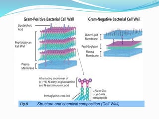 Size, shape and arrangement of bacterial cell | PPTX