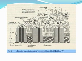 Fig.9 Structure and chemical composition (Cell Wall) of G
_
 
