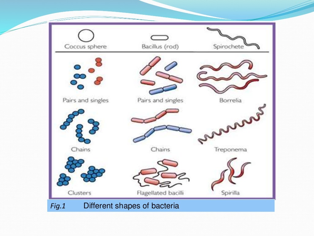 Size, shape and arrangement of bacterial cell