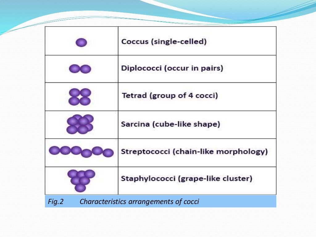 Bacterial Cell Sizes , Morphology of Bacteria- Sizes, Shapes ...
