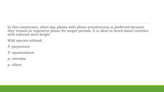 In this connection, short day plants with photo sensitiveness is preferred because
they remain in vegetative phase for longer periods. It is ideal to breed dwarf varieties
with reduced stem height
Wild species utilised.
P. purpureum
P. squamulatum
p. orientale
p. ciliare
 