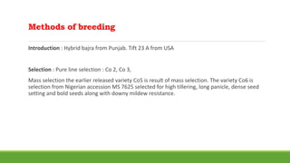 Methods of breeding
Introduction : Hybrid bajra from Punjab. Tift 23 A from USA
Selection : Pure line selection : Co 2, Co 3,
Mass selection the earlier released variety Co5 is result of mass selection. The variety Co6 is
selection from Nigerian accession MS 7625 selected for high tillering, long panicle, dense seed
setting and bold seeds along with downy mildew resistance.
 