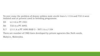 To over come the problem of downy mildew male sterile lines L 111A and 732 A were
isolated and at present used in breeding programme.
X5 L111A x PT 1921
X6 732 A x PT 3095.
X 7 L111 A x PT 1890 NHB 3 - 5071 A x J 104
There are number of CMS lines developed by private agencies like Nath seeds,
Mahyco, Mahendra.
 