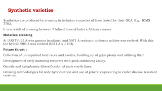 Synthetic varieties
Synthetics are produced by crossing in isolation a number of lines tested for their GCA. E.g. ICMS
7703.
It is a result of crossing between 7 inbred lines of India x African crosses
Mutation breeding
At IARI Tift 23 A was gamma irradiated and 5071 A resistant to downy mildew was evolved. With this
the hybrid NHB 3 was evolved (5071 A x J 104)
Future thrust :
Collection of un exploited land races and exotics, building up of germ plasm and utilising them.
Development of early maturing restorers with good combining ability.
Genetic and cytoplasmic diversification of male sterile lines.
Devising methodologies for wide hybridization and use of genetic engineering to evolve disease resistant
varieties.
 