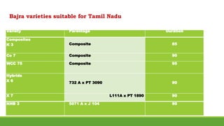 Variety Parentage Duration
Composites
K 3 Composite 85
Co 7 Composite 90
WCC 75 Composite 95
Hybrids
X 6
732 A x PT 3090 90
X 7 L111A x PT 1890 90
NHB 3 5071 A x J 104 90
Bajra varieties suitable for Tamil Nadu
 