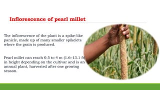 Inflorescence of pearl millet
The inflorescence of the plant is a spike-like
panicle, made up of many smaller spikelets
where the grain is produced.
Pearl millet can reach 0.5 to 4 m (1.6–13.1 ft)
in height depending on the cultivar and is an
annual plant, harvested after one growing
season.
 