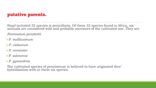 putative parents.
Stapf included 32 species is penicillaria. Of these 32 species found is Africa, six
annuals are considered wild and probable ancestors of the cultivated one. They are
Pennisetum perottettii
P. molllissimum
P. violaceum
P. versicolor
P. adonense
P. gymnothrix
The cultivated species of pennisetum is believed to have originated thro’
hybridization with in these six species.
 
