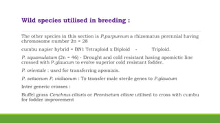 Wild species utilised in breeding :
The other species in this section is P.purpureum a rhizomatus perennial having
chromosome number 2n = 28
cumbu napier hybrid = BN1 Tetraploid x Diploid - Triploid.
P. squamulatum (2n = 46) - Drought and cold resistant having apomictic line
crossed with P.glaucum to evolve superior cold resistant fodder.
P. orientale : used for transferring apomixis.
P. setaceum P. violaceum : To transfer male sterile genes to P.glaucum
Inter generic crosses :
Buffel grass Cenchrus ciliaris or Pennisetum ciliare utilised to cross with cumbu
for fodder improvement
 