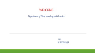 WELCOME
DepartmentofPlantbreedingandGenetics
BY
K.SINDHUJA
 