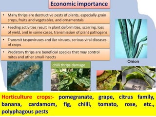 Horticulture crops:- pomegranate, grape, citrus family,
banana, cardamom, fig, chilli, tomato, rose, etc.,
polyphagous pests
 