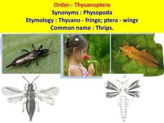 Order:- Thysanoptera
Synonyms : Physopoda
Etymology : Thysano - fringe; ptera - wings
Common name : Thrips.
 