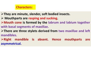 They are minute, slender, soft bodied insects.
 Mouthparts are rasping and sucking.
Mouth cone is formed by the labrum ...
